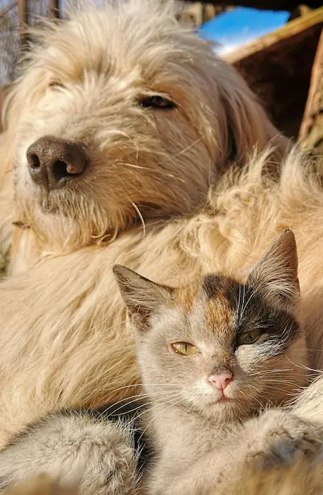 cat dog ver 01.1 cr
